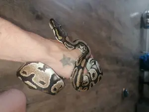 Königspythons zu verkaufen