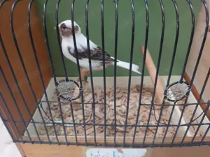 Verkaufen einen Kanarien-Hahn