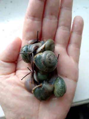 pleurodonte isabella blau 