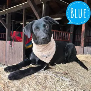 Blue, junger Labrador Mix Rüde mit viel Potential