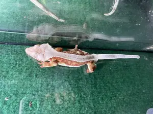 Kronengeckos besondere Farvarianten Bild 7