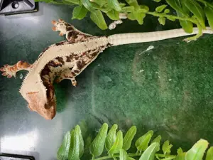 Kronengeckos besondere Farvarianten Bild 8