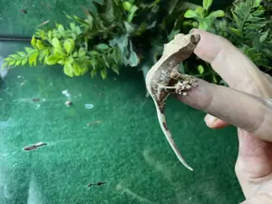 Kronengeckos besondere Farvarianten Bild 9