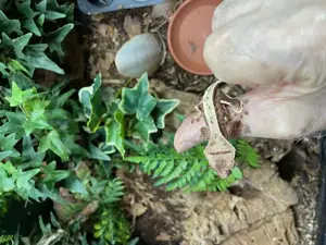 Kronengeckos besondere Farvarianten Bild 10