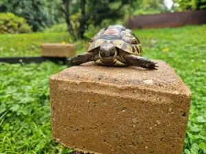 Maurische Landschildkröten-Eigene Nachzuchten 2021 mit EU-Bescheinigung Bild 7