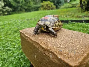 Maurische Landschildkröten-Eigene Nachzuchten 2021 mit EU-Bescheinigung Bild 8