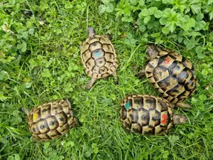Maurische Landschildkröten-Eigene Nachzuchten 2021 mit EU-Bescheinigung Bild 6