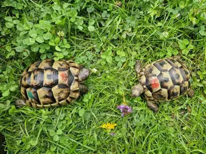 Maurische Landschildkröten-Eigene Nachzuchten 2021 mit EU-Bescheinigung