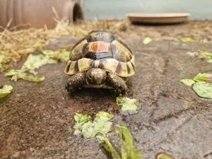 Maurische Landschildkröten-Eigene Nachzuchten 2021 mit EU-Bescheinigung Bild 2