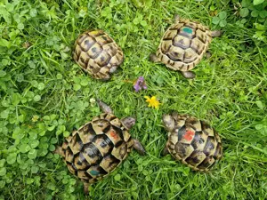Maurische Landschildkröten-Eigene Nachzuchten 2021 mit EU-Bescheinigung Bild 3