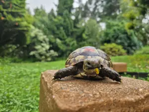 Maurische Landschildkröten-Eigene Nachzuchten 2021 mit EU-Bescheinigung Bild 5
