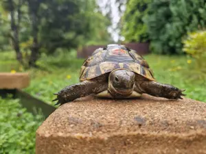 Maurische Landschildkröten-Eigene Nachzuchten 2021 mit EU-Bescheinigung Bild 4