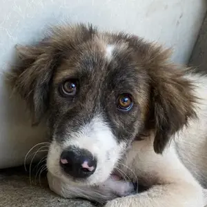 Evans, geb. ca. 04 2025, lebt in GRIECHENLAND, im städt. Tierheim Serres 