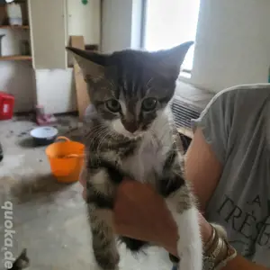 Niedliche kleine Katzenbabys suchen neue Dosenöffner 