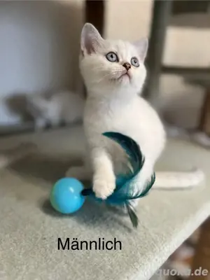 Mega schöne Reinrassige BKH Kitten mit blauen Augen