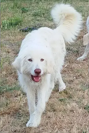 Neve sucht eine Familie