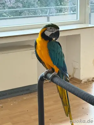 Gelbbrustara-Paar (Ara ararauna)