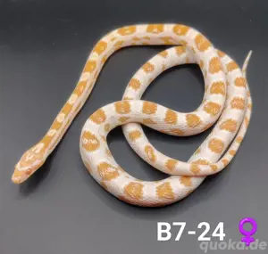 Kornnattern Butter 66% pos. het. Cinder NZ 24