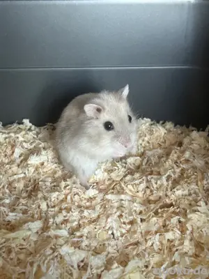 Dsungarische Zwerghamster Babys