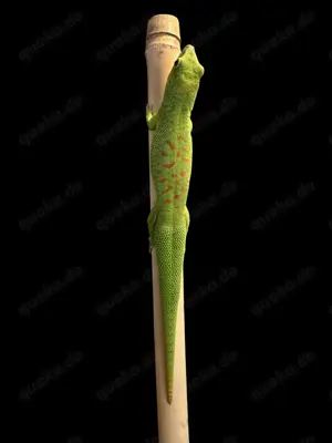 Phelsuma Grandis - Taggecko