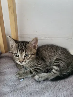 Maxi sucht tolles Zuhause mit Freigang