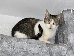 Mitu sucht liebevolles Zuhause