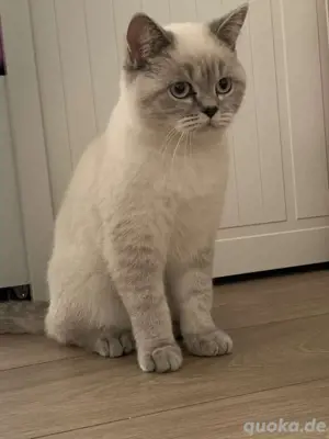 BKH Weibchen Abzugeben