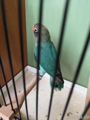 Rußköpfchen  Bild 4