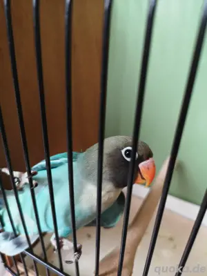 Rußköpfchen  Bild 2