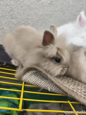 Kleine Kaninchen   