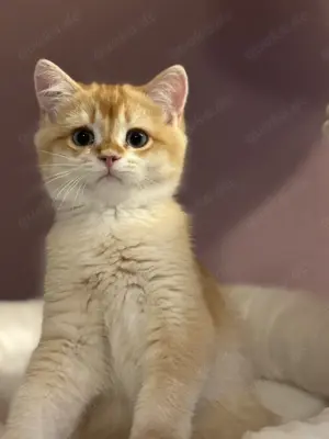 Zum verlieben Bkh kitten mit Stammbaum