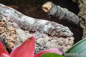 Gehyra marginata 1.1