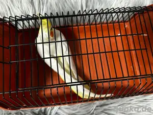     Zu verkaufen: 2 Nymphensittiche (Weibchen)    