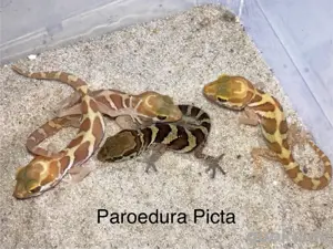Paroedura Picta, Grosskopfgecko
