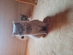 Britisch kurzhaar Katze 4 Jahre alt  Bild 3