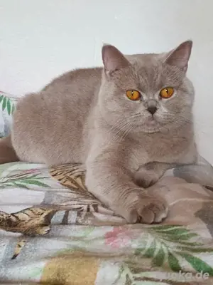 Britisch kurzhaar Katze 4 Jahre alt  Bild 2