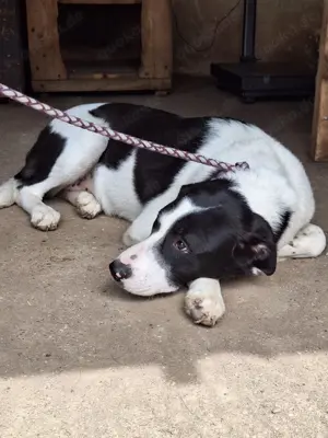 Hündin Nala stellt sich vor Bild 2