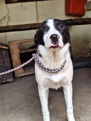 Hündin Nala stellt sich vor Bild 3