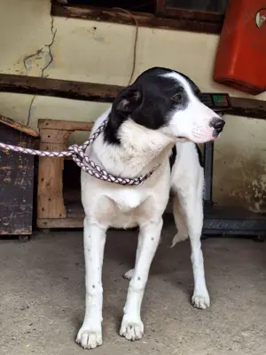 Hündin Nala stellt sich vor Bild 4