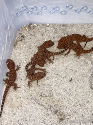 Kaktusgecko, Heteronotia binoei