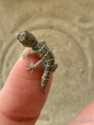 Viperngeckos, Hemidactylus imbricatus