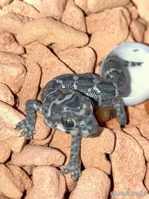 Viperngeckos, Hemidactylus imbricatus Bild 2