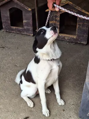 Hier kommt Hündin Jolie