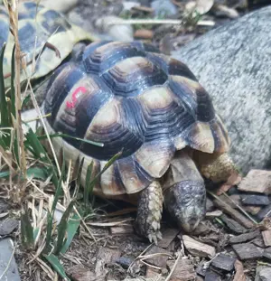 Breitrandschildkröten Testudo marginata Bild 2