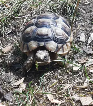 Breitrandschildkröten Testudo marginata
