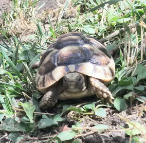 Breitrandschildkröten Testudo marginata Bild 3
