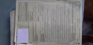 Breitrandschildkröten Testudo marginata Bild 4