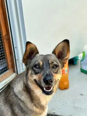 kleine Missy - wo ist mein Zuhause