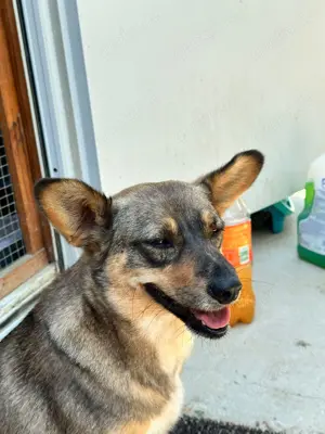kleine Missy - wo ist mein Zuhause Bild 2