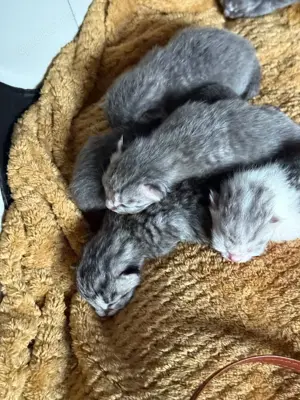 Deckkater BKH  (kein Verkauf !!!)  Bild 7